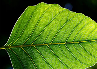 自动攻击网站工具下载